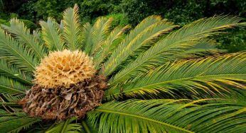 Foglie gialle delle cycas, niente paura: c’è il rimedio ed è naturale