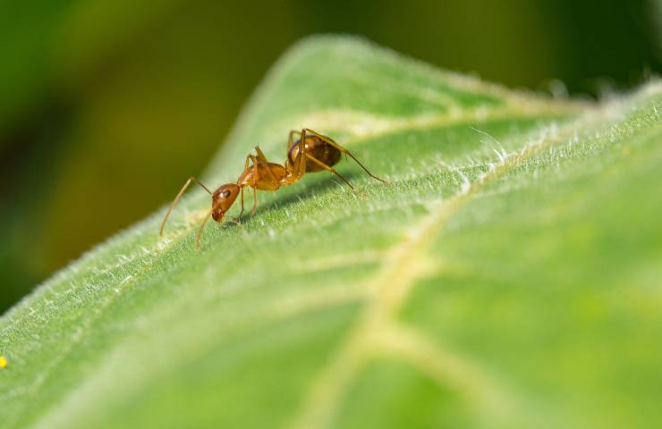 Formiche, la loro invasione in casa o in giardino è sempre spiacevole: cosa fare