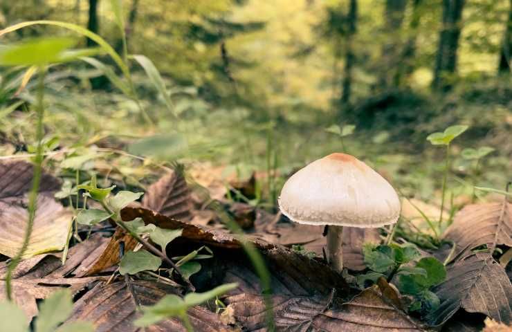 fungo più velenoso mondo amanita falloide mortale