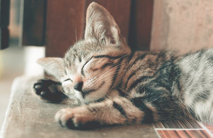 Quante ore dorme un gatto ogni giorno: la verità
