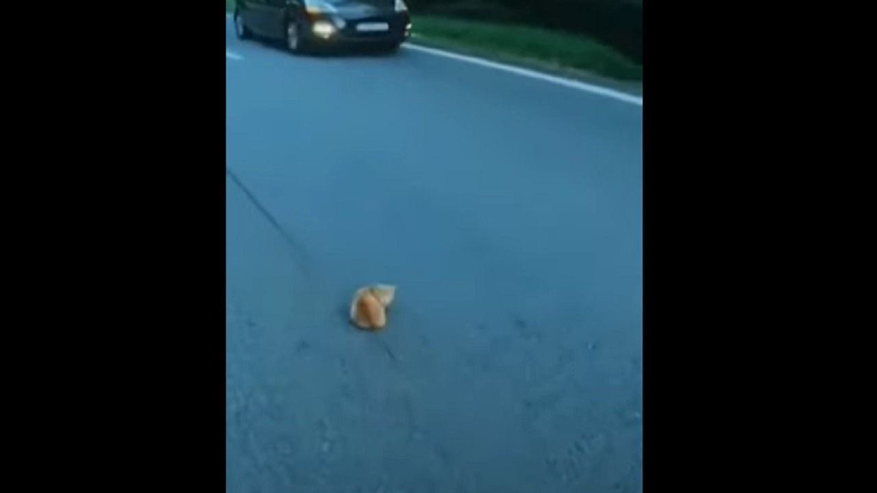 Gatto salvato uomo strada video