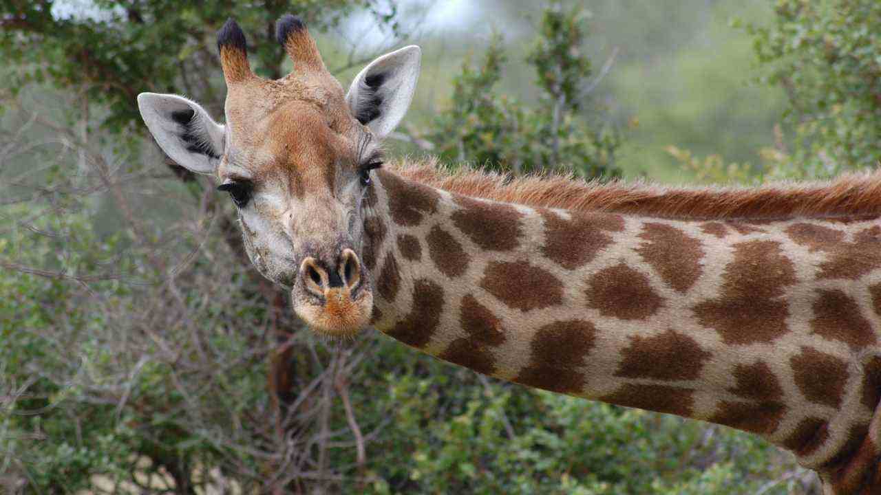 Giraffa macchie scoperta chirurgia plastica