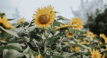 Crea uno spettacolare labirinto nella sua fattoria grazie a 250mila girasoli