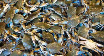 Granchio blu, come è arrivato in Italia: cerchiamo di scoprirlo