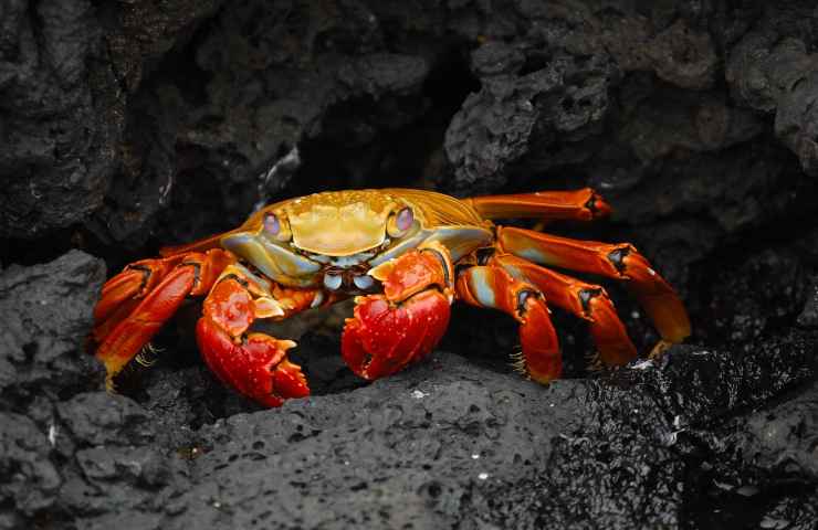 Specie esotiche invasive: scatta l'allarme