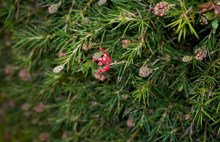 Grevillea rosmarinifolia coltivazione