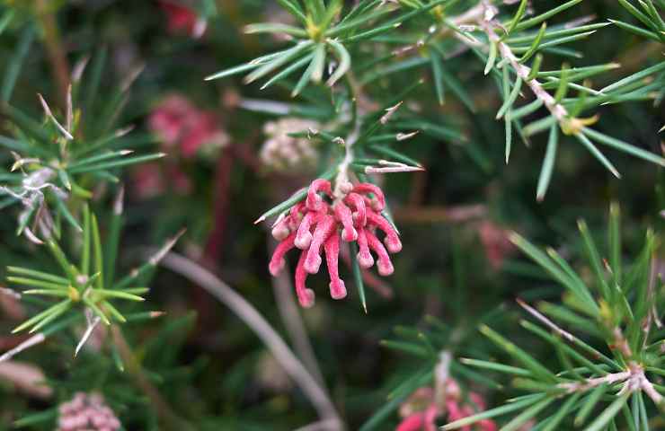 Grevillea rosmarinifolia cure coltivazioni