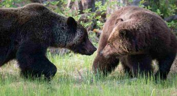 Inseguiti da due orsi, è finita in tragedia: no, gli escursionisti mostrano come comportarsi