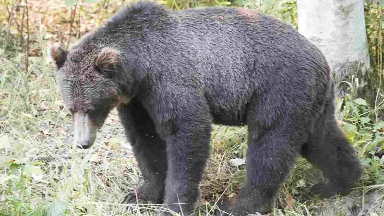 Canada Grizzly seguono escursionisti