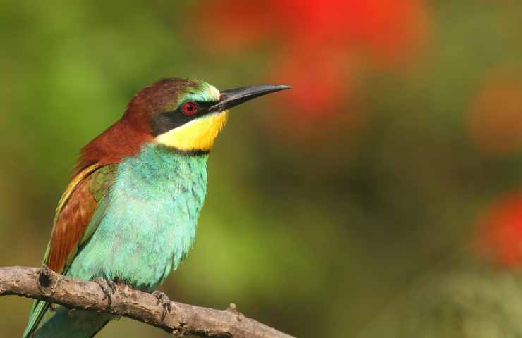 Parco Nazionale Vesuvio fauna rischi roghi