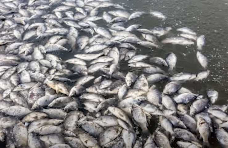 incidente migliaia pesci morti
