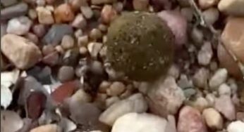 Scarabeo stercorario: lui sì che è bravo a riciclare – VIDEO