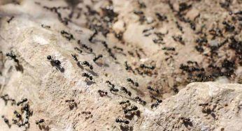 Invasione di formiche nere che ti camminano addosso: il sogno è molto positivo