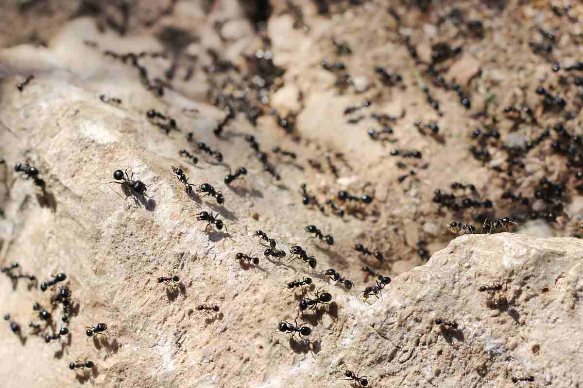 Invasione di formiche nere