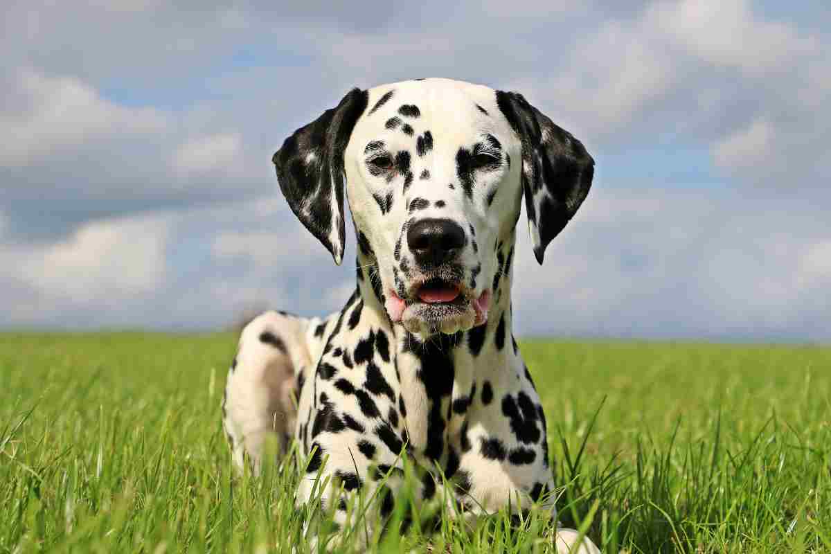 cane pelo corto