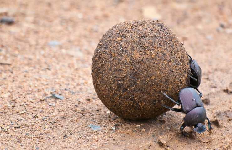 palla sterco scarabeo funzione