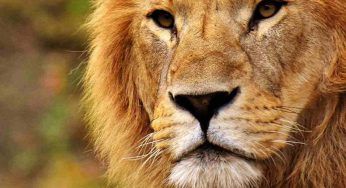 Il leone più solo al mondo ha finalmente una nuova casa