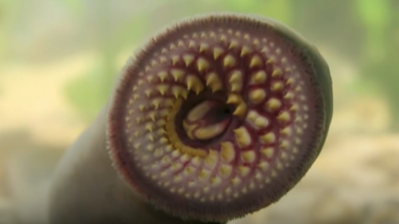 animale marino pericoloso strano