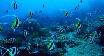 Mediterraneo: si progetta di ripopolare con la Posidonia marina