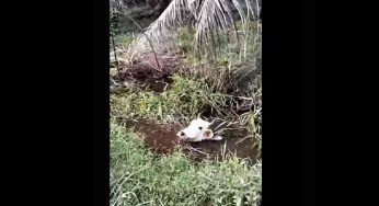 La mucca è intrappolata nel fango: il difficile salvataggio – VIDEO