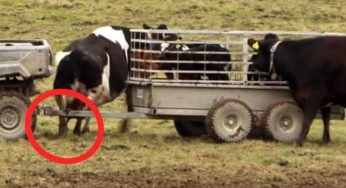 È ferita, ma non ha nessuna intenzione di abbandonare il suo cucciolo: il VIDEO straziante