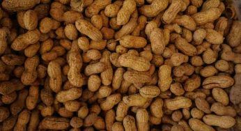 Pellet, l’energia deriverà dalle noccioline: la novità