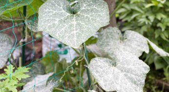 Mal Bianco nelle piante: cos’è e come combatterlo
