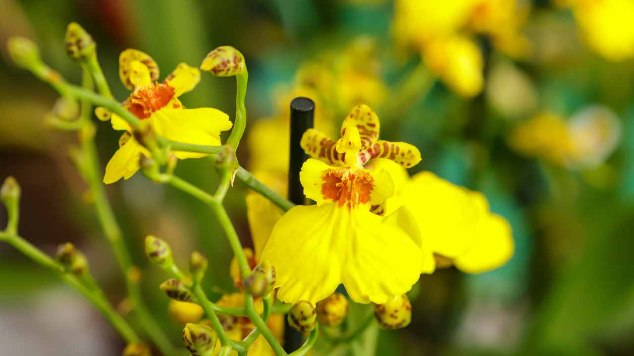 Piante fiori strani quali sono