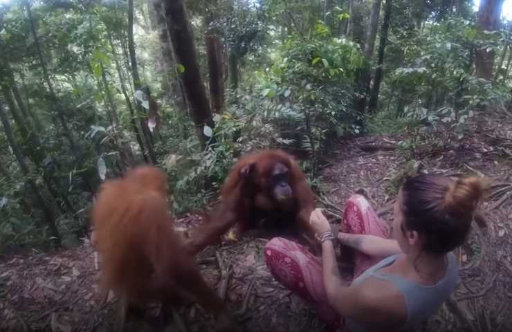 Mamma-orango afferra questa donna e si teme subito il peggio
