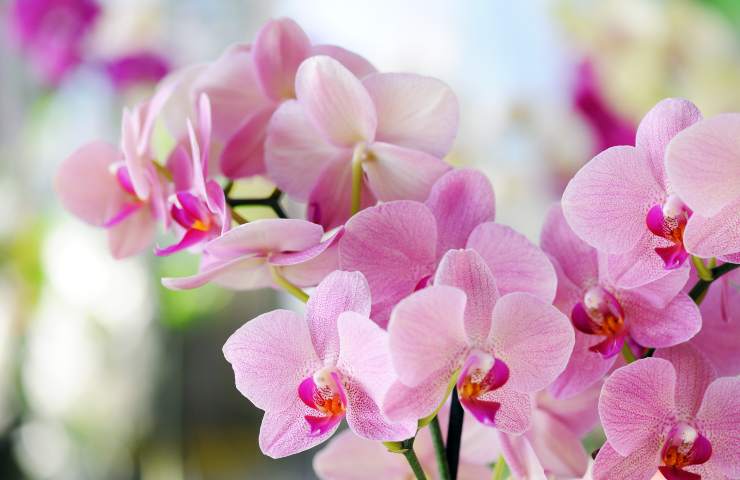 orchidea meglio in casa o fuori