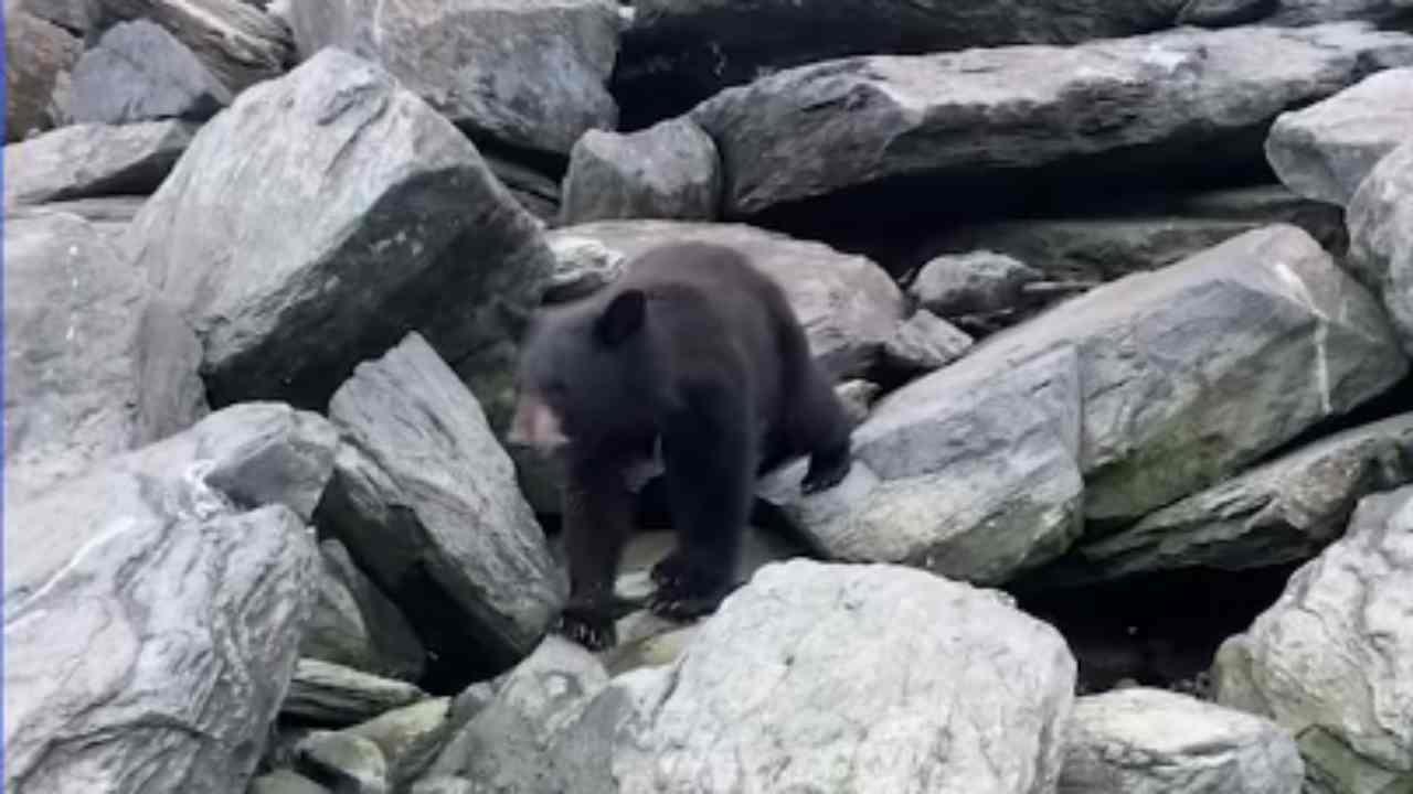 Orso e pescatore protagonisti di un incontro tutto da ridere