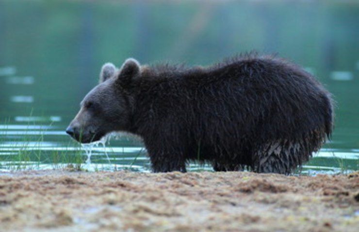 Possono convivere l'orso e l'uomo?