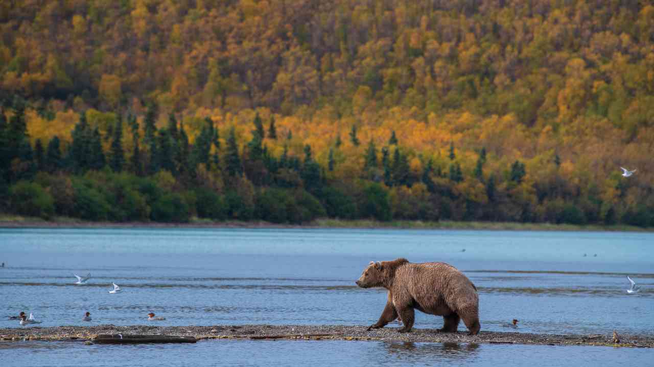 Katmai National Park escursionista salvato