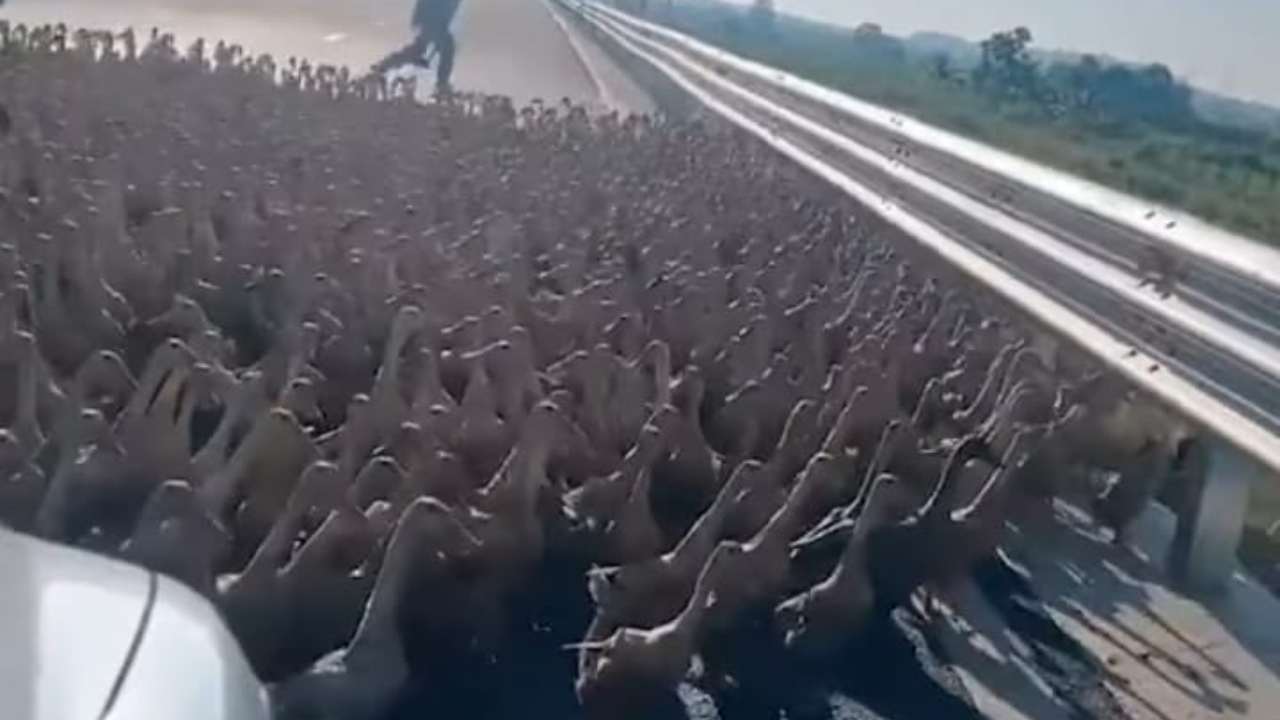 animali bloccano autostrada