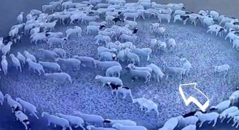 Per 12 giorni allo stesso orario 200 pecore iniziano a fare questo: le motivazioni ancora un mistero