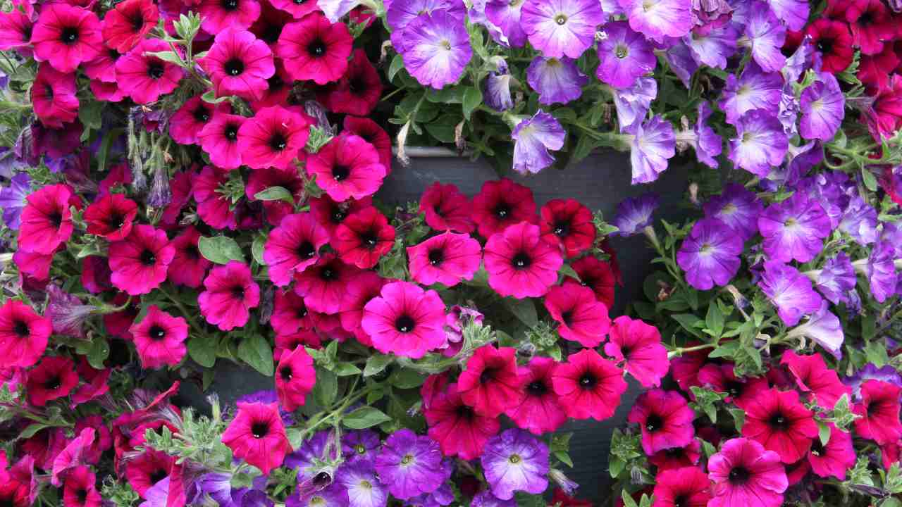 Innaffiare petunia