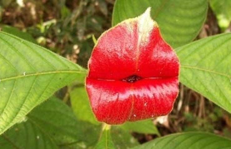 pianta fiori rossi
