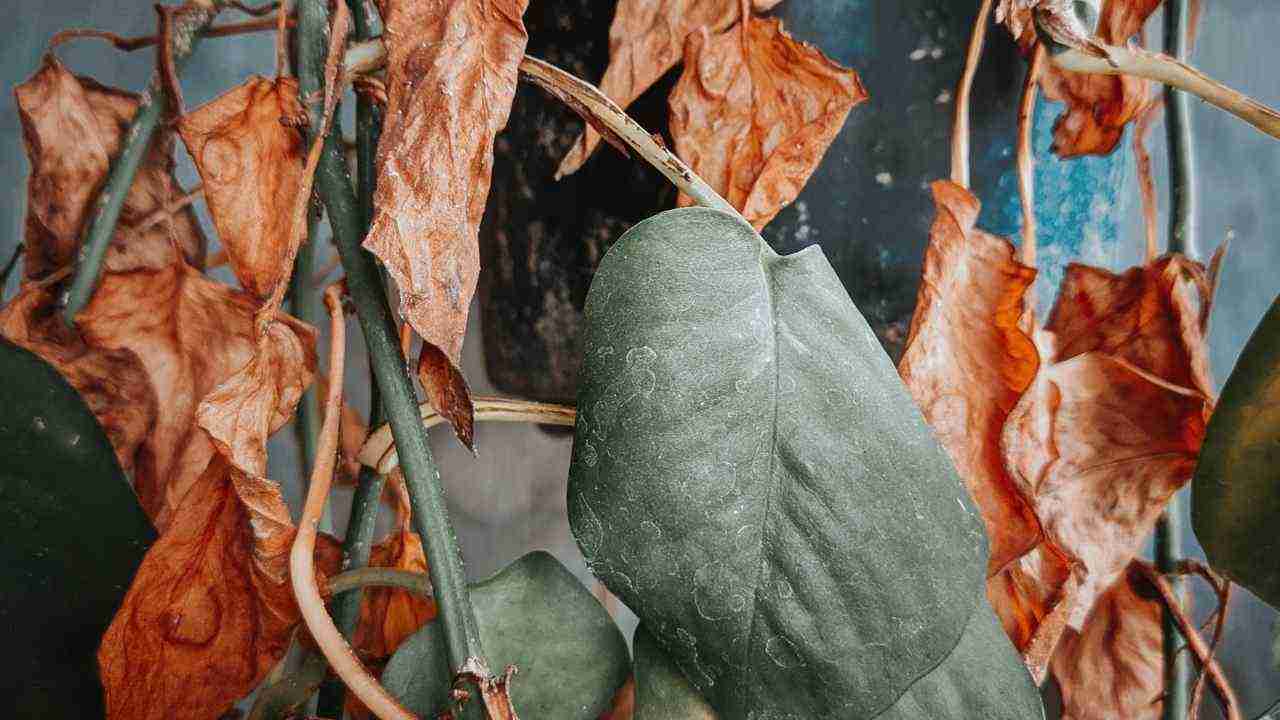 Pianta secca foglie come agire