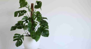 Inverno e vasi: quali piante da esterno scegliere. Le più resistenti