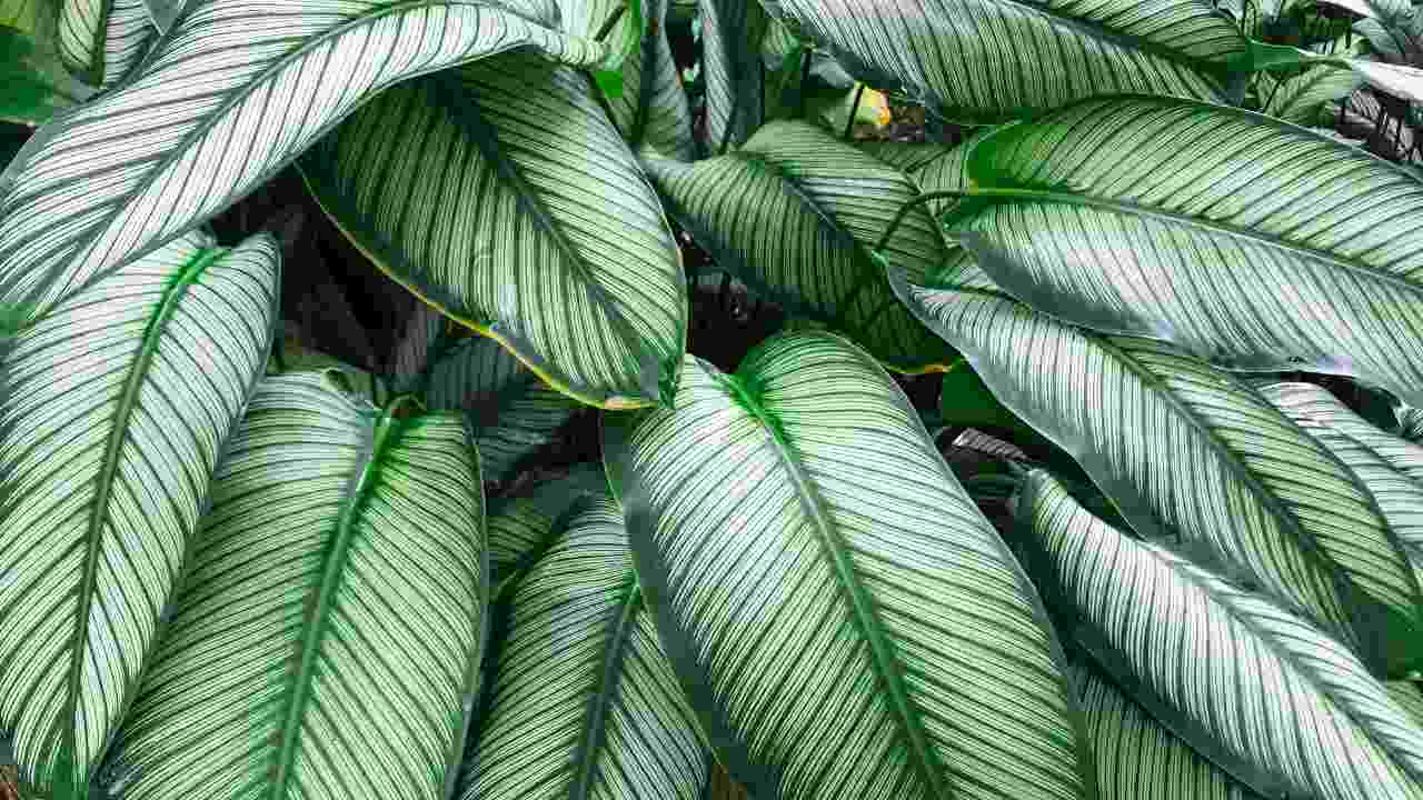 Dieffenbachia piante come innaffiarla e dove metterla in casa