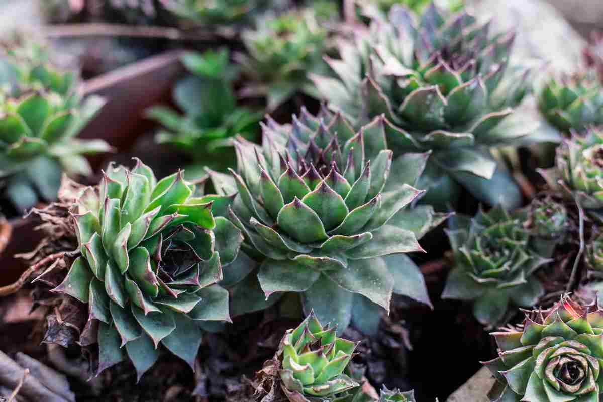 Migliori piante grasse da esterno resistenti al freddo e con fiori