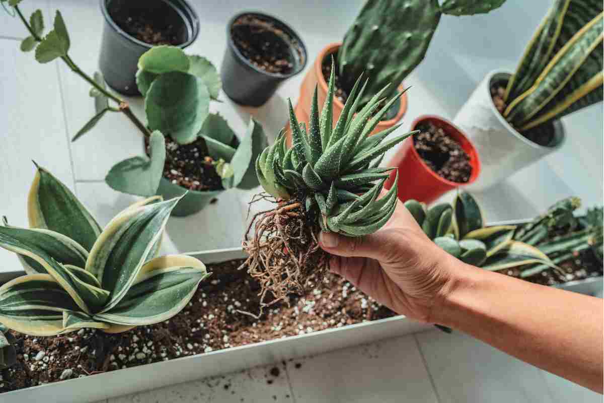 Migliori piante grasse da esterno resistenti al freddo e con fiori