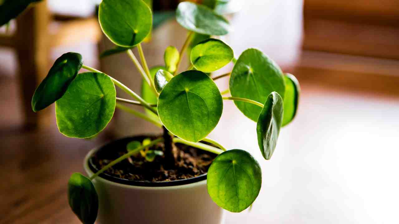 Come moltiplicare pilea