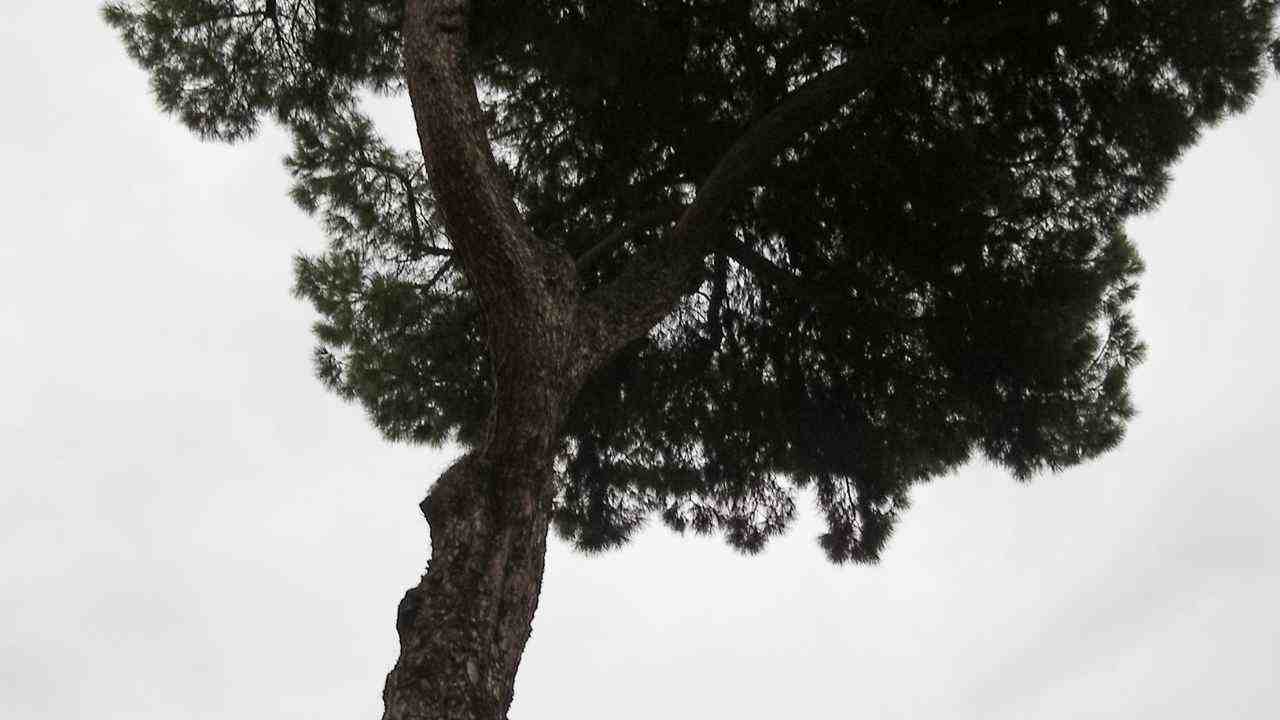 Alberi sotto sequestro Roma inchiesta