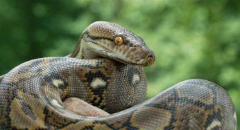 Pitone, storia e curiosità sul serpente più grande del mondo: il primato conteso