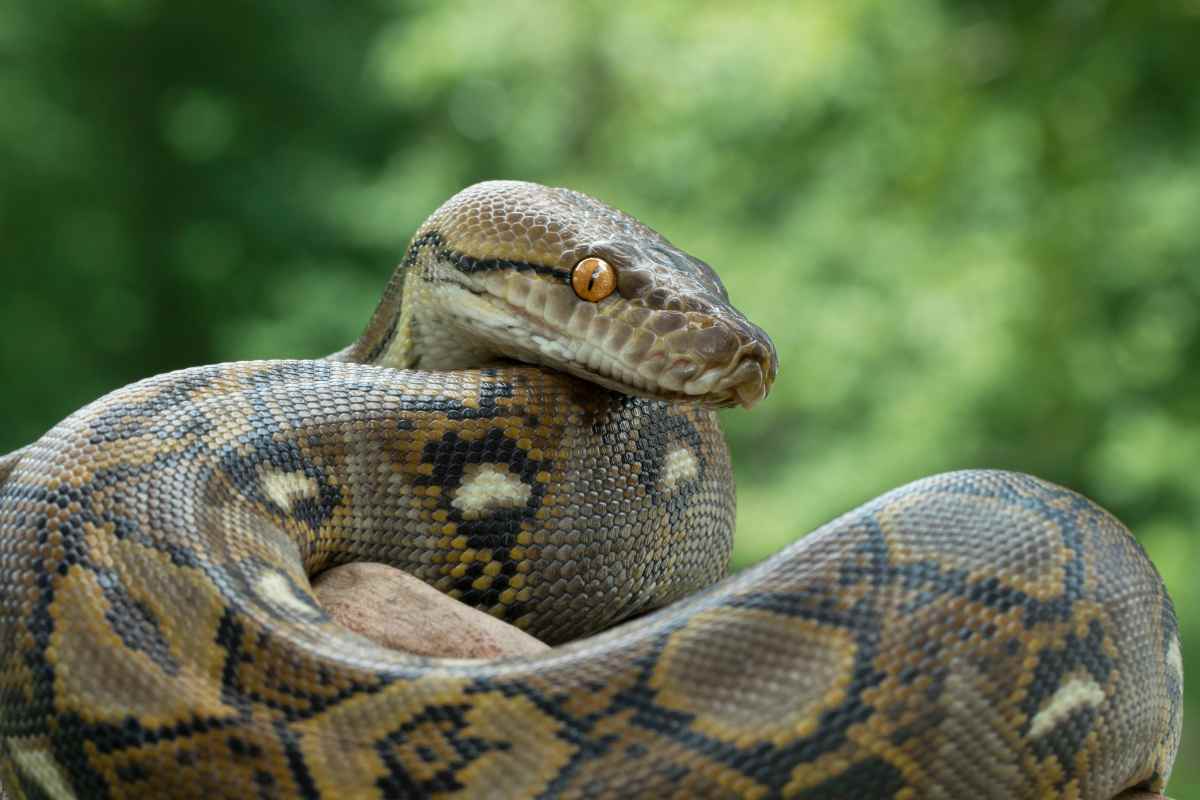 Pitone, storia e curiosità sul serpente più grande del mondo