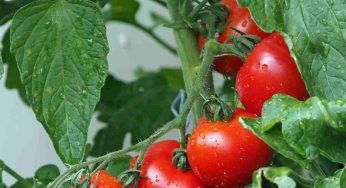 Perchè la buccia dei pomodori si spacca: la motivazione non così scontata