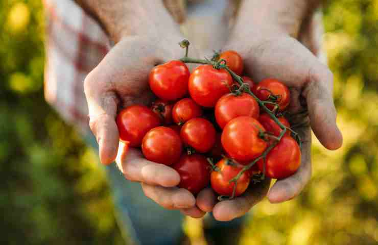 Buccia pomodori