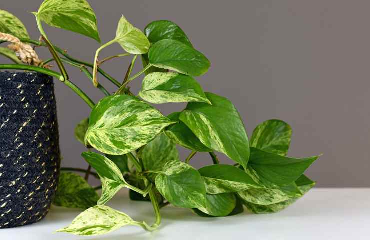 Pothos dove posizionare casa