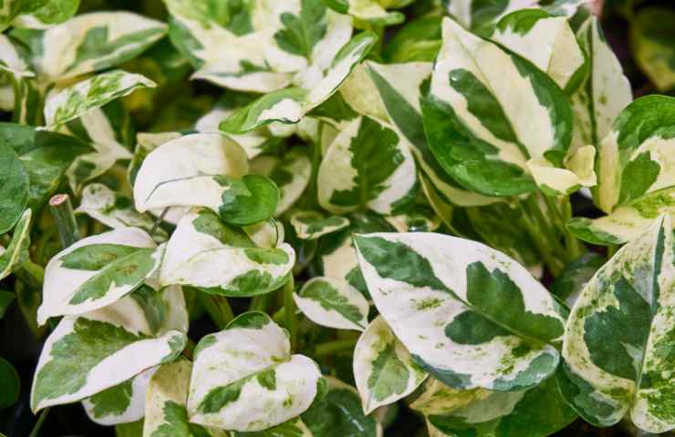 Coltivare Pothos luogo